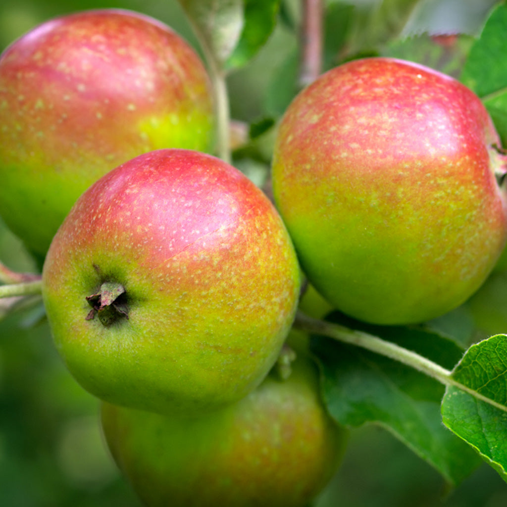 Apples In Irish Mist