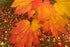 Woodland Expansion Scheme Tree Mix (60-90cm)