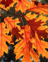 EFS Tree Mix (60-90cm)