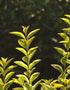 Ligustrum Ovalifolium Aureum (Golden Privet)  Height 60-90cm