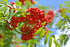 Sorbus Aucuparia Sheerwater Seedling 14-16cm Girth (Approx. 3.5-4 metres high)45 litre Pot Grown