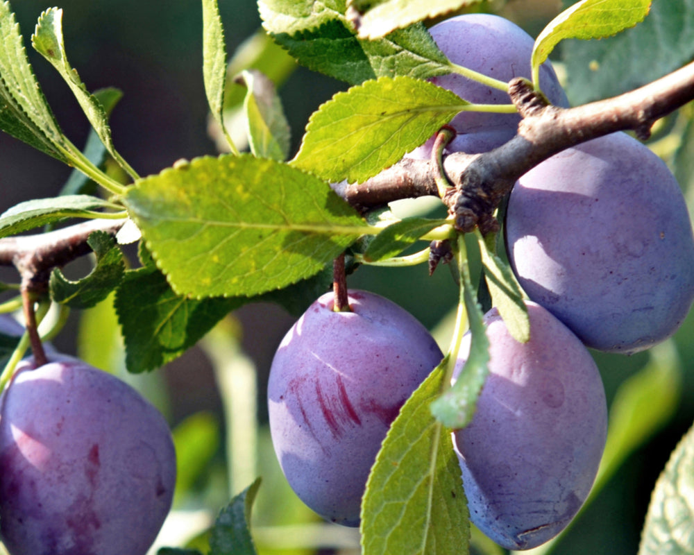 Plum Czar (Self Pollinating) 125150cm Screen It Green