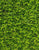 Screen It Green Hedges