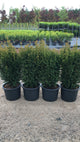 Taxus Baccata Rising Star 120-140cm - The No Prune Hedge
