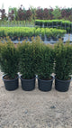 Taxus Baccata Rising Star 80-100cm - The No Prune Hedge