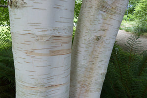 Betula utilis Jacquemontii 'Doorenbos' 18-20cm Girth (Approx. 4-5 metres high) 130 litre Pot Grown