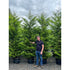 Chamaecyparis Castlewellan Gold [45L] [300cm+]