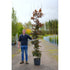 Copper Beech (Fagus Sylvatica ‘Atropunicea’) 180–200cm 25 litre Container grown