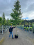 Liquidamber Worplesdon - Sweet Gum Tree 80 litre (20-25cm girth)