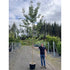 Prunus Kanzan - Pink Flowering cherry 14-16cm Girth (Approx. 3.5-4 metres high) 45 litre Pot Grown