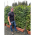 Carpinus Betulus Instant Hedge (Hornbeam) 80 metre long trough 150-175cm high