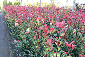 Photinia Red Robin (Carre Rouge) - Instant Hedging -  Height 100cm