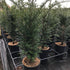 Taxus Bacata (Yew) [4L] [50-60cm]