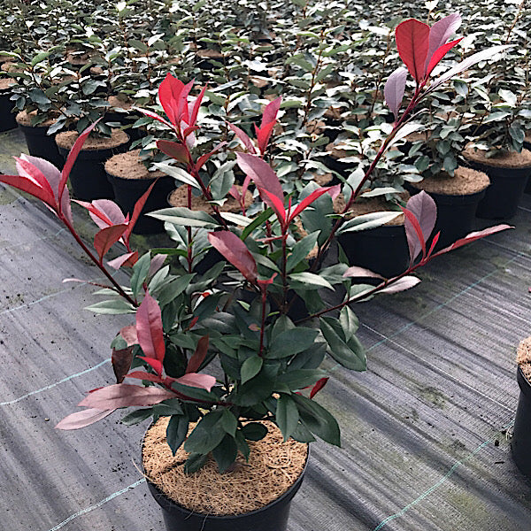 red robin plant in pots Photinia Red Robin (Carre Rouge) (3 Litre Pot)