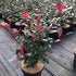 Photinia Red Robin (Carre Rouge) (3 Litre Pot)