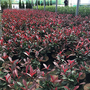 Photinia Red Robin (Carre Rouge) (3 Litre Pot)
