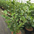 Griselinia Littoralis [3L] [40-60cm]