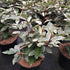 Elaeagnus Ebbingei [3L] [30-40cm]