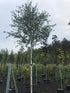 Betula utilis Jacquemontii 'Doorenbos' 18-20cm Girth (Approx. 4-5 metres high) 130 litre Pot Grown