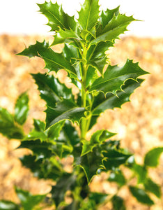 Ilex Alaska (Green Holly) [3 litre pot] [30-40cm]