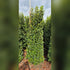 Prunus Lusitanica Angustifolia (Portuguese Laurel)  Ht. 175-200cm Extra Quality Grade