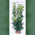 Prunus Elly - Cherry Laurel  [120-140cm]