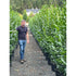 Prunus Elly - Cherry Laurel  [200-225cm]
