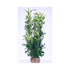 Prunus Elly - Cherry Laurel  [120-140cm]