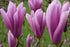 Magnolia Galaxy 12-14cm Girth, Height 3-3.5 metre 45 Litre