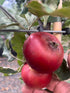 Blood of the Boyne 150-175cm (Container Grown) Irish Heritage variety