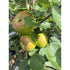 Malus Bramley's Seedling (Cooking Apple) 150-175cm (Container Grown)