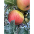 Malus Discovery (Eating Apple) 150-175cm