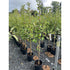 Malus Elstar (Eating Apple) 150-175cm (Container Grown)