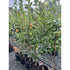Malus James Grieves (Eating Apple) 150-175cm (Container Grown)