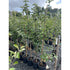 Malus Kemp 150-175cm (Container Grown) Irish Heritage Variety