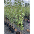 Malus Red Devil  (Eating Apple) 150-175cm (Container Grown)