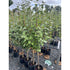 Malus Reids Seedling 150-175cm (Container Grown) Irish Heritage Variety
