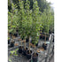 Pear Conference 150-175cm (Container Grown)