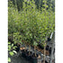 Pear Doyenne du Comice  150-175cm (Container Grown)