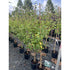 Plum Opal 150-175cm (Container Grown)