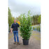 Prunus Laurocerasus ‘Elly’ (Cherry Laurel) – Instant Hedging, 175–200cm