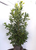 Prunus Novita (Cherry Laurel) [rb] [100-125cm]