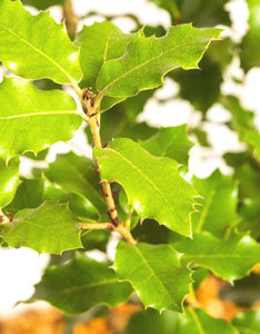 Quercus Ilex - Holm Oak  8-10cm Girth Height 3-3.5 Metres  45L Pot grown