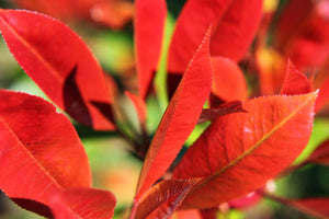 Photinia Red Robin (Carre Rouge) (5 Litre Pot)