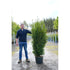 Taxus Baccata Rising Star 125-150cm - The No Prune Hedge