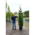 Thuja Plicata ‘Martin’ – Instant Hedging, 250–275cm