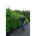 Thuja Plicata ‘Martin’ – Instant Hedging, 180–200cm