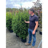 Taxus Baccata Rising Star 120-140cm - The No Prune Hedge