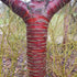 Prunus Serrula - Tibetan Cherry 12-14cm Girth, Height 3.5-4 metres Pot Grown 45 litre