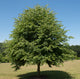 Tilia Greenspire 'Small leaved Lime' 12-14cm Girth (Approx. 3.5-4 metres high)45 litre Pot Grown